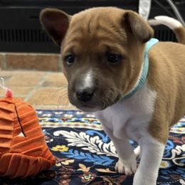 Basenjis from Rocky Mountain Basenjis & Little Dog Farm & Grooming