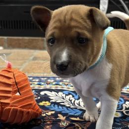 Basenjis from Rocky Mountain Basenjis & Little Dog Farm & Grooming