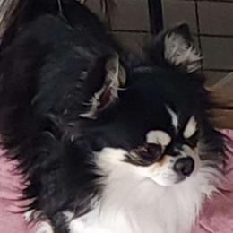 Mic - Chihuahua
