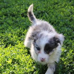 Joker - Slate merle male Border Collie puppy in Crawfordsville, Indiana from Rescued Dreams Border Collies