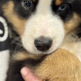 German Shepherd and Miniature American Shepherd Puppies from Bouchard’s Best Shepherds