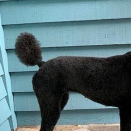 Poodles from Silent Snipes Poodles