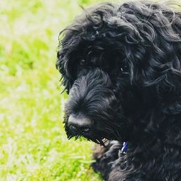 Portuguese Water Dogs from Siesta PWD’s
