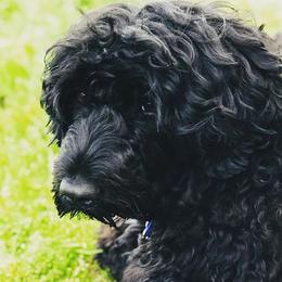 Portuguese Water Dogs from Siesta PWD’s