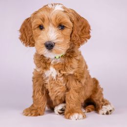Fozzie - Red Australian Labradoodle puppy in Saratoga Springs, Utah from Saratoga Springs Doodles
