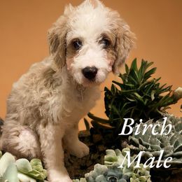 Birch - Brown Bernedoodle puppy in Pellston, Michigan from MiniDoodleMama