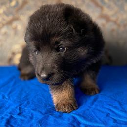 Blue collar boy - Black and red male German Shepherd puppy in Coleta, Illinois from Four Leaf Farm- Vom Vierblättriges Bauernhof