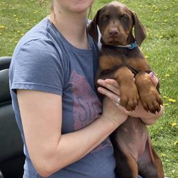 Doberman Pinscher Puppies from Jensen Dobermans