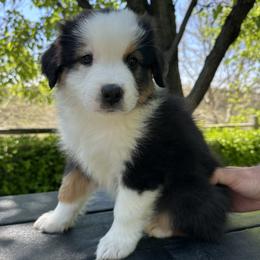 Mickey - Black tri-color male Australian Shepherd puppy in Star, Idaho from Star Aussies