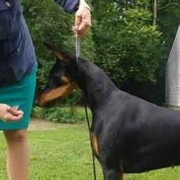 Maizie - Doberman Pinscher