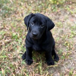 Faith - Black female Labrador Retriever puppy in Northbridge, Massachusetts from Meadow Pond Retrievers
