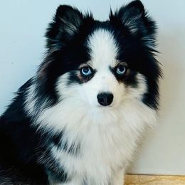 Tiffany - Pomsky