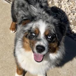 Sunny - Miniature Australian Shepherd