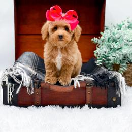 Darla - Red  female Goldendoodle puppy in North Carolina from NC Doodle Puppies