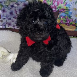 Boy 1 - Black male Poodle puppy in Savannah, Georgia from Hollywood Furbabies LLC
