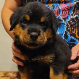 Jefferson - Black and mahogany male Rottweiler puppy in Oregon from Hildegarde Kennels