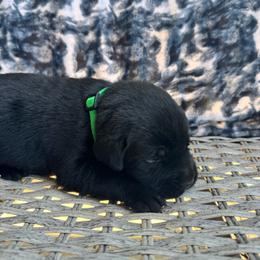 Brownie - Black male Labrador Retriever puppy in Marietta, South Carolina from Trust in the Lord Labradors