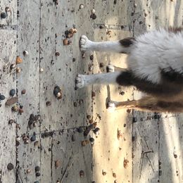 Spike - Miniature American Shepherd