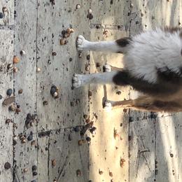 Spike - Miniature American Shepherd