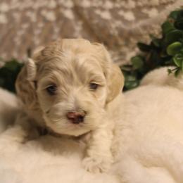 Female 2 - Cream female Cockapoo puppy in Mississippi from Ewing Acres
