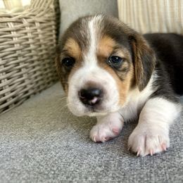 Boy 2 - Black tan and white male Beagle puppy in Monticello, Georgia from Beaglelove