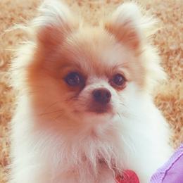 Tony - Pomeranian