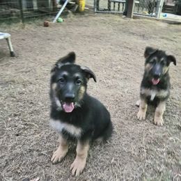 German Shepherd Puppies from Patriot Shepherds