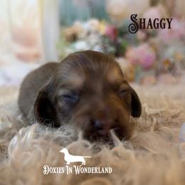 Shaggy - Cream male Dachshund puppy in Rainier, Oregon from Doxies in Wonderland
