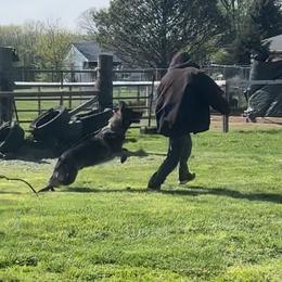 German Shepherd puppies from K-9 Twenty Nine: Vom Bauernhaus German Shepherds
