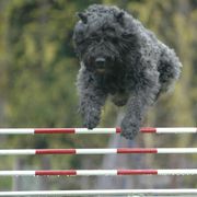 Bouvier des Flandres and Rat Terriers from DHart Farm & Kennel