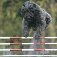 Bouvier des Flandres and Rat Terriers from DHart Farm & Kennel