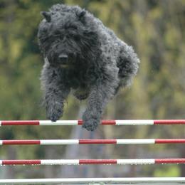 Bouvier des Flandres and Rat Terriers from DHart Farm & Kennel