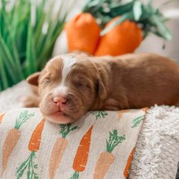Bowie - Red  male Goldendoodle puppy in Iola, Texas from Supreme Doodles of Texas