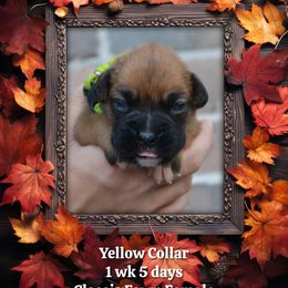 Yellow - Fawn female Boxer puppy in Spring, Texas from Sanchez Boxers