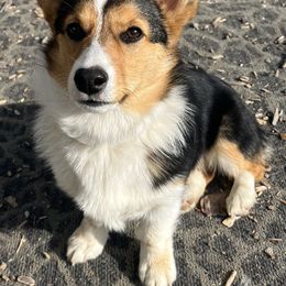 Pembroke Welsh Corgi Puppies from CB Corgis