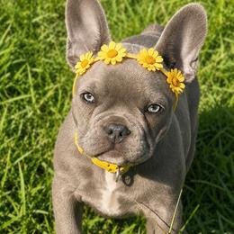 Ruth - Blue female French Bulldog puppy in Ottawa, Kansas from Hey Hey Frenchies