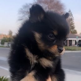 Pomeranians from Perezboyzkennelz