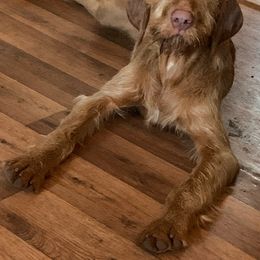 Beyla - Wirehaired Vizsla