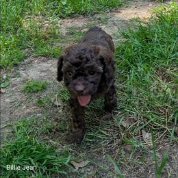 Billie Jean - Brown and tan female Cockapoo puppy in Sunset, Louisiana from Cano Cockapoos
