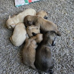 Dachshund puppies from Nukee Beagles and Corgis