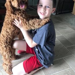 Cockapoo Puppies from Maple’s Cockapoo Puppies