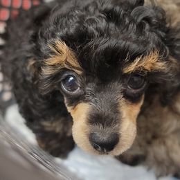 Poodle Puppies from Bobbies poodles