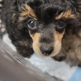 Poodle Puppies from Bobbies poodles