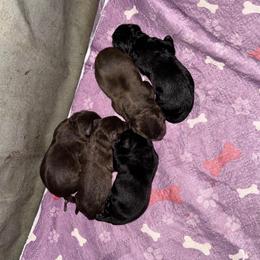 Orange Collar Female - Chocolate female Labrador Retriever puppy in Kissimmee, Florida from SunState Labs
