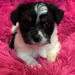 Joan Jett - Black & tan tri-color female Morkie puppy in Dighton, Massachusetts from Massachusetts Morkies