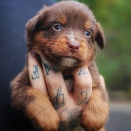 Jacob - Red tri-color male Miniature American Shepherd puppy in Battle Ground, Washington from Casita Miniature American Shepherds