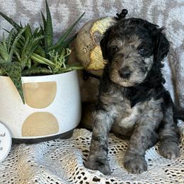 Ellie - Blue merle female Bernedoodle puppy in Bells, North Carolina from Neighborhood Poodles & Doodles