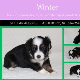 Winter - Black female Toy Australian Shepherd puppy in Asheboro, North Carolina from Stellar Aussies