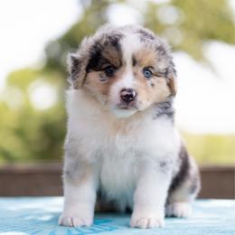 Bali - Blue merle female Miniature American Shepherd puppy in Groesbeck, Texas from Empire Miniature American Shepherds