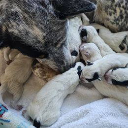 Australian Cattle Dog and Miniature Schnauzer Puppies from B & E Farms